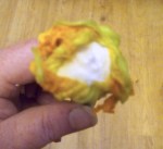 Stuffed blossom, not yet tied.