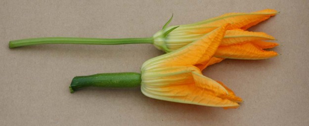 Male and Female Squash Blossoms -- photo courtesy http://www.gardenwisdom.ca